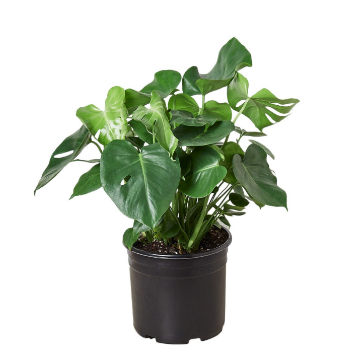 Monstera Deliciosa 6” inch pot