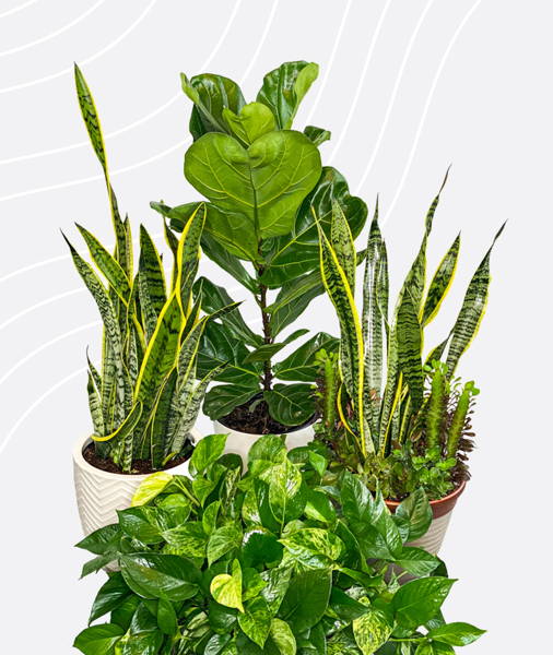 Plantboxs BundlBox MASHAKKAL