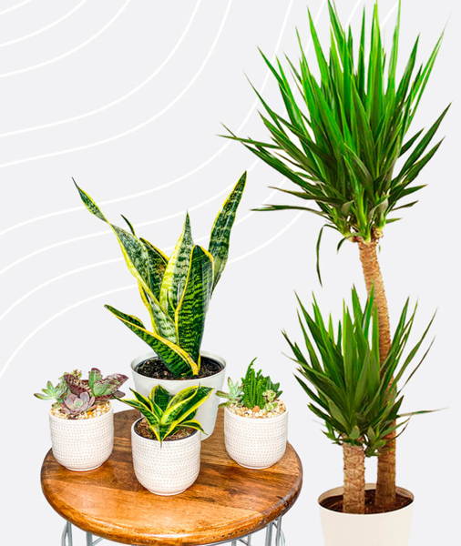 Plantboxs Basic Subscription