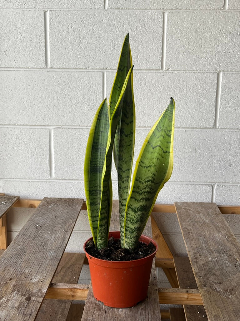 buy snake plant near me Sansevieria Snake Plant in 6" Grower Pot – Plantboxs.com