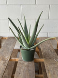 Succulent Aloe Vera Plant in 6 in. Grower's Pot