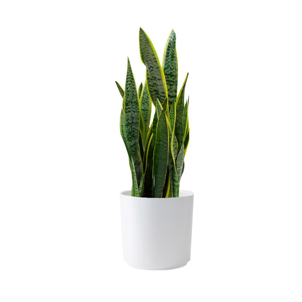 snake plant sansevieria laurentii plant in 6 in. grower's pot Sansevieria Snake Plant in 6" Grower Pot