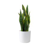 Sansevieria Snake Plant in 6" Grower Pot