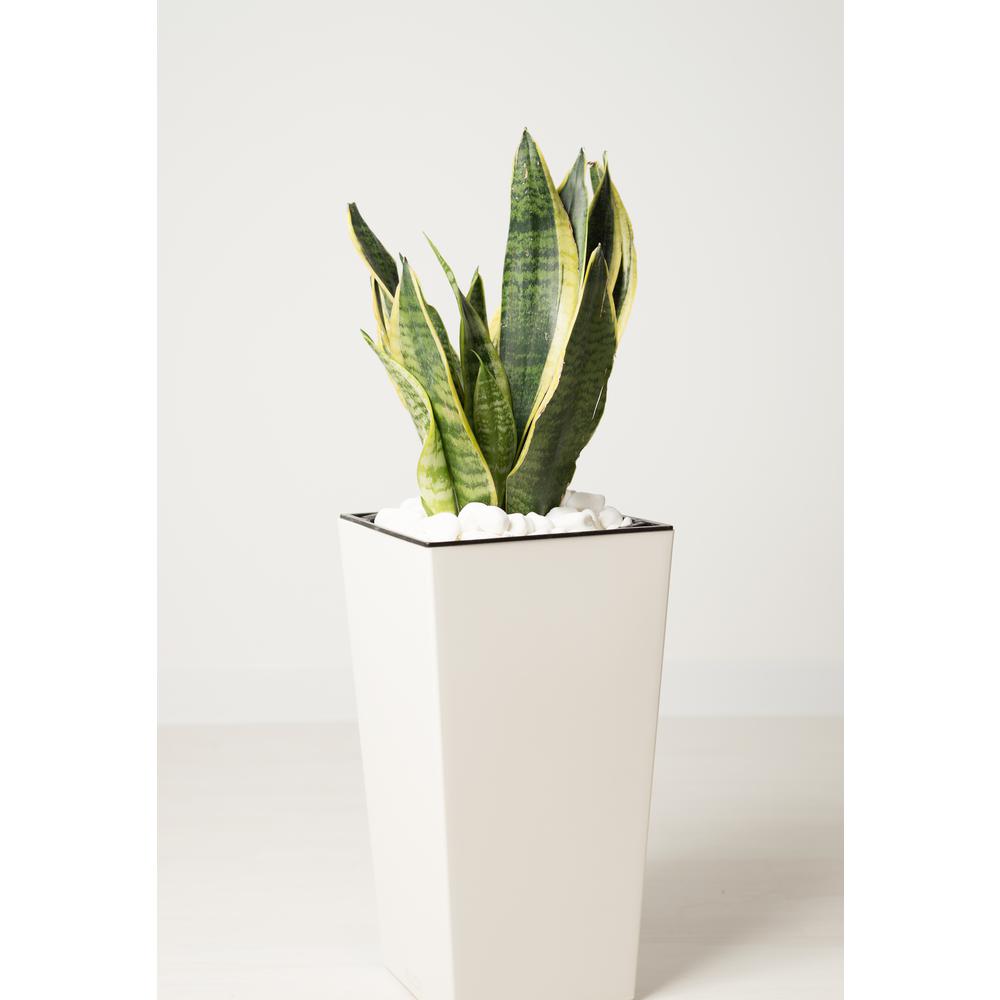 snake plant sansevieria laurentii plant in 6 in. grower's pot Sansevieria Snake Plant in 6" Grower Pot – Plantboxs.com