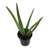 Succulent Aloe Vera Plant in 6 in. Grower's Pot