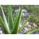 Succulent Aloe Vera Plant in 6 in. Grower's Pot