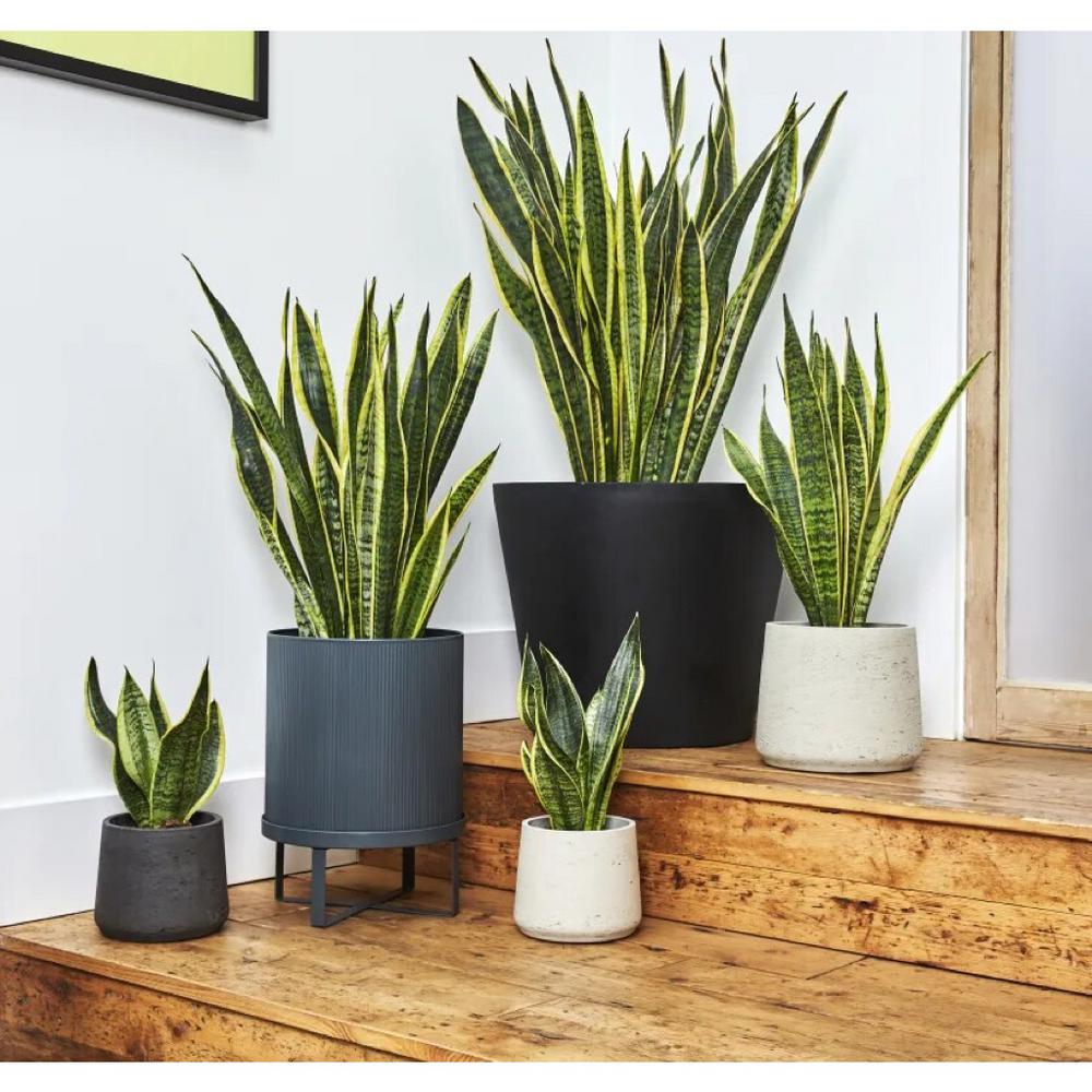 snake plant sansevieria laurentii plant in 6 in. grower's pot Sansevieria Snake Plant in 6" Grower Pot – Plantboxs.com