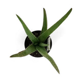 Succulent Aloe Vera Plant in 6 in. Grower's Pot